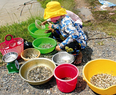 Rủ nhau đi bắt cá con - ảnh 5