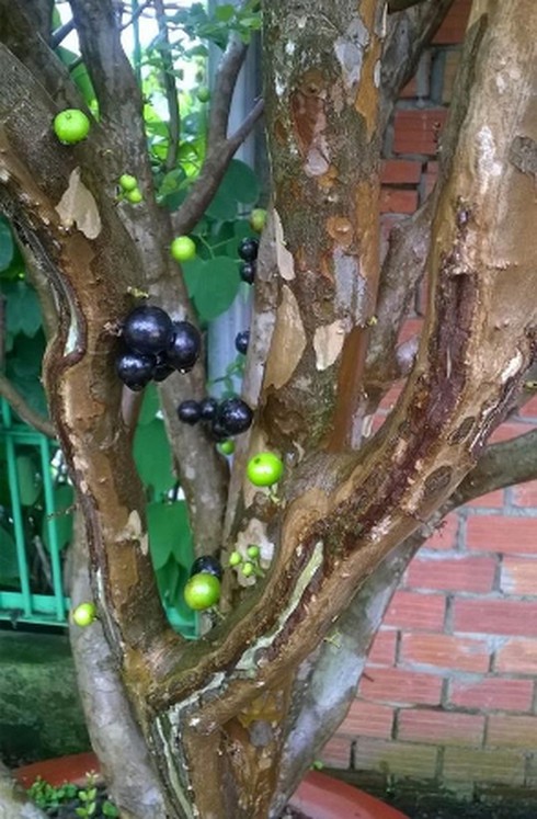 Cây nho đen thân gỗ xuất hiện tại Đồng Tháp - ảnh 1