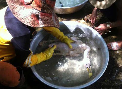 Kinh ngạc nhổ lông gà, vịt “siêu nhanh” - ảnh 3