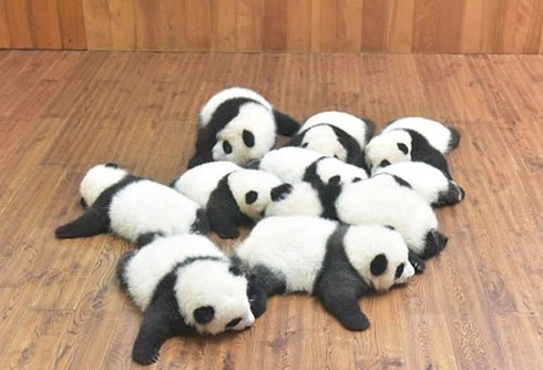 15 chú gấu trúc ra mắt công chúng - ảnh 1