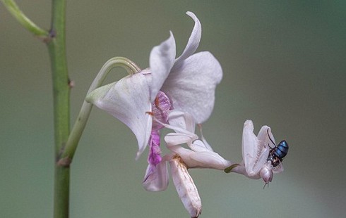 Bọ ngựa phong lan ngụy trang đẹp tuyệt - ảnh 1