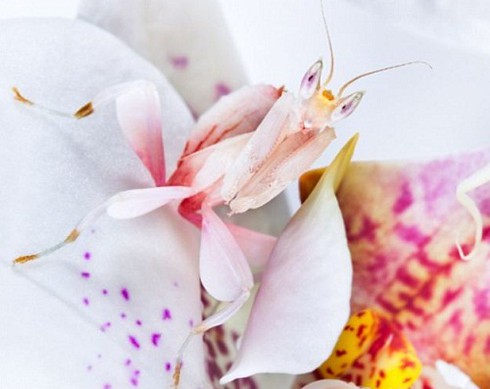 Bọ ngựa phong lan ngụy trang đẹp tuyệt - ảnh 3