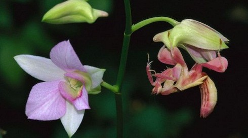 Bọ ngựa phong lan ngụy trang đẹp tuyệt - ảnh 4