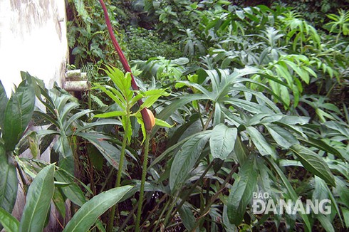 Ráy gai chữa bệnh gan - ảnh 1