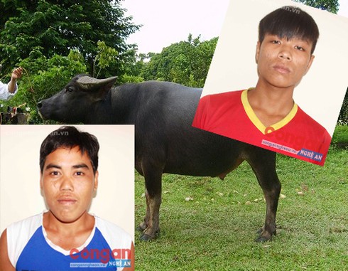 Rủ bạn trộm trâu của bố rồi giết thịt đem bán - ảnh 1