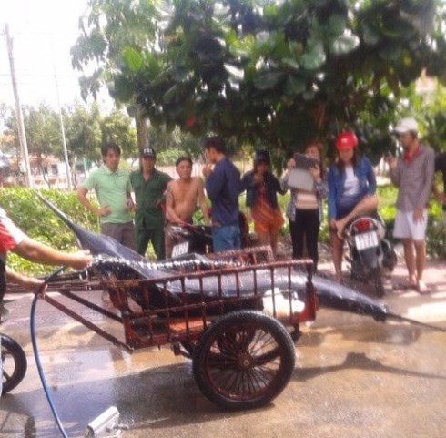 Ngư dân Côn Đảo câu được cá thu “khủng” nặng 175kg - ảnh 1