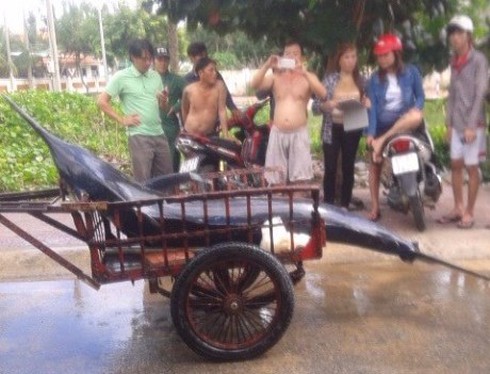 Ngư dân Côn Đảo câu được cá thu “khủng” nặng 175kg - ảnh 2