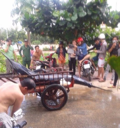 Ngư dân Côn Đảo câu được cá thu “khủng” nặng 175kg - ảnh 3