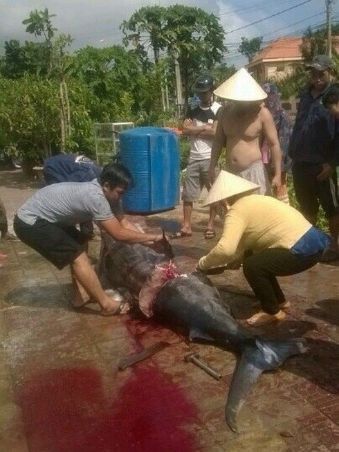 Ngư dân Côn Đảo câu được cá thu “khủng” nặng 175kg - ảnh 4