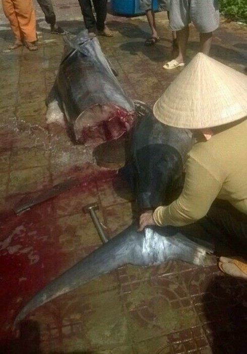 Ngư dân Côn Đảo câu được cá thu “khủng” nặng 175kg - ảnh 5