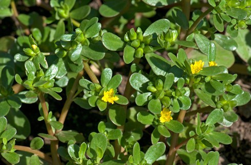 10 loại thực phẩm dễ gây sảy thai tự nhiên - ảnh 9