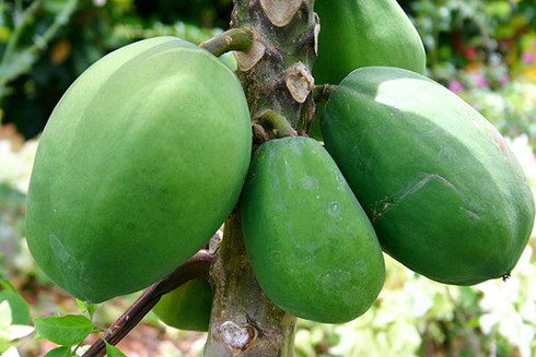 10 loại thực phẩm dễ gây sảy thai tự nhiên - ảnh 1