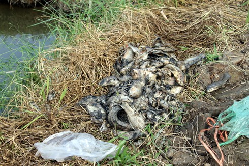 Ném thuốc sâu xuống ao cá để trả thù - ảnh 1