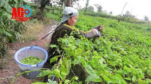 “Làm chơi ăn thiệt” với hoa thiên lý - ảnh 1