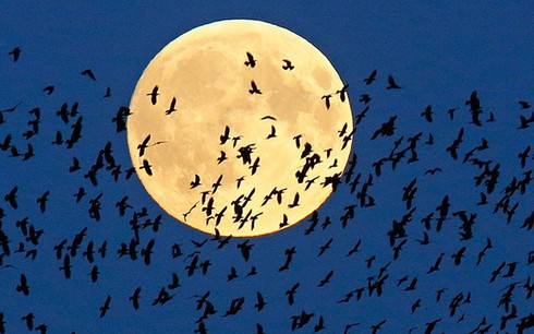 Các hiện tượng thiên văn hiếm có xuất hiện năm 2015 - ảnh 1