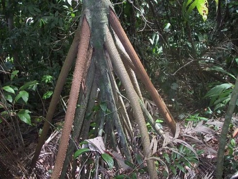 Kỳ lạ loài