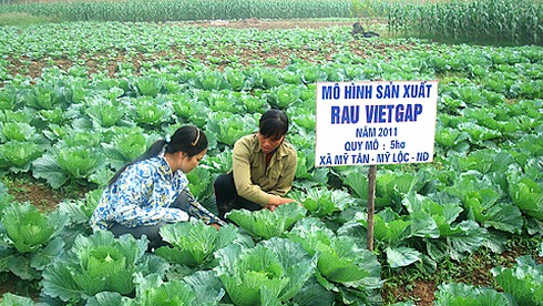 Tiêu chí xác định vùng nông nghiệp ứng dụng công nghệ cao - ảnh 1
