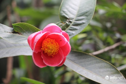 Hoa Hải đường và ý nghĩa phú quý đầy nhà - ảnh 1