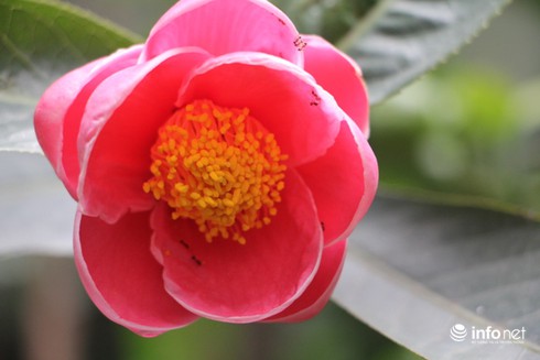 Hoa Hải đường và ý nghĩa phú quý đầy nhà - ảnh 3