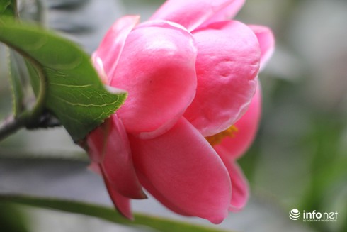 Hoa Hải đường và ý nghĩa phú quý đầy nhà - ảnh 4