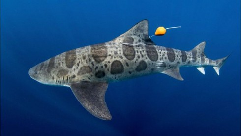 Phát hiện cá mập có thể định hướng bằng mũi - ảnh 1