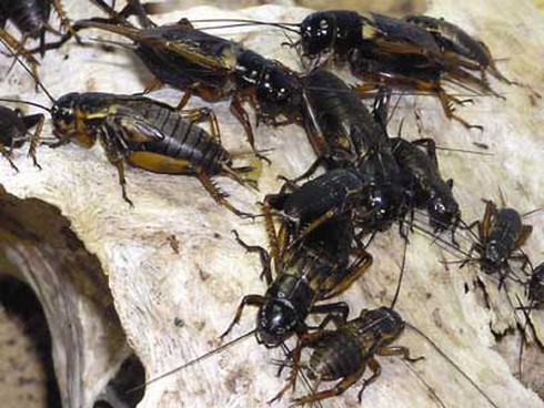 Cách chọn dế đá chọi hay và nuôi dế chuyên nghiệp - ảnh 1