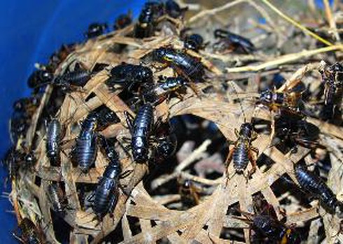 Cách chọn dế đá chọi hay và nuôi dế chuyên nghiệp - ảnh 2