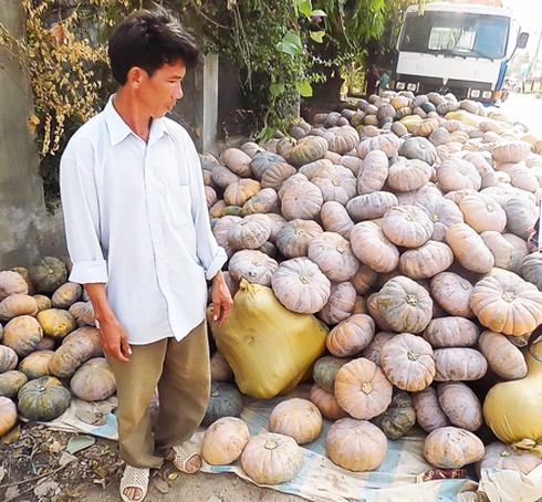 Khánh Hòa: Lại đỏ mắt vì... bí đỏ - ảnh 1