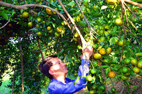 Cam vàng trĩu quả ở Vạn Yên - ảnh 1