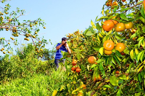 Cam vàng trĩu quả ở Vạn Yên - ảnh 2