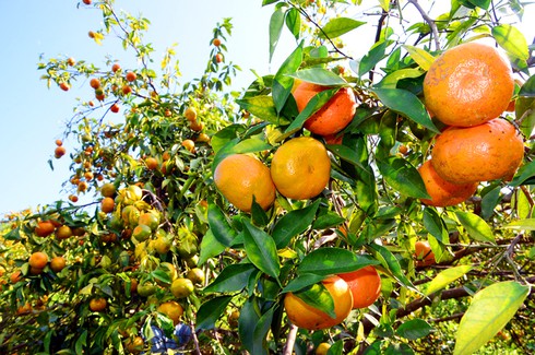 Cam vàng trĩu quả ở Vạn Yên - ảnh 3