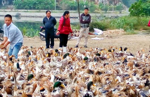 Mới lạ nuôi vịt biển ở Hạ Long - ảnh 1