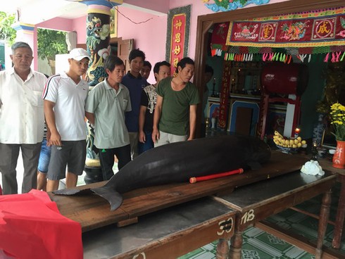 Cá voi màu đen dạt vào bờ biển Quy Nhơn - ảnh 1