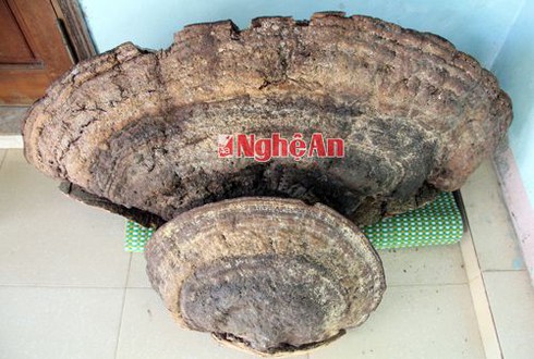 Nấm linh chi khổng lồ ở Nghệ An lên báo nước ngoài - ảnh 1