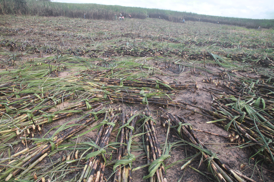 Gia Lai: Cháy 16 hecta mía ở xã Tú An - ảnh 1