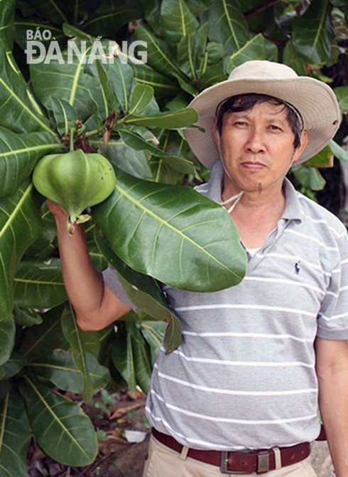 Cây thuốc ở Hoàng Sa - ảnh 1