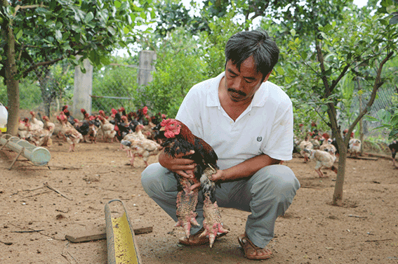 Về thôn quê
