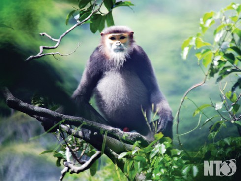 Voọc chà vá chân đen ở Vườn quốc gia Núi Chúa - ảnh 2