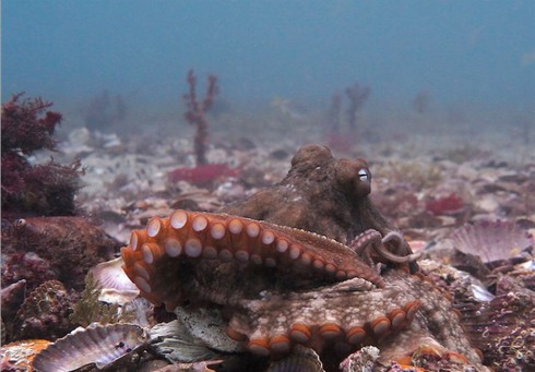 Phát hiện 'làng bạch tuộc' có hơn 50 con - ảnh 1