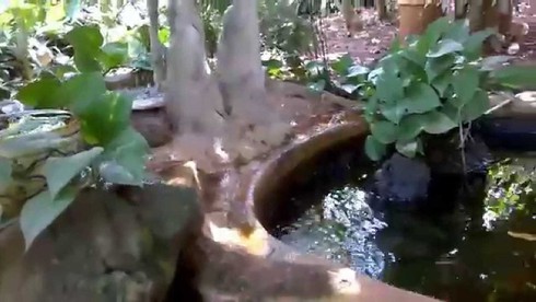Một cháu bé té vào hồ nuôi cá tử vong ở Tây Ninh - ảnh 1