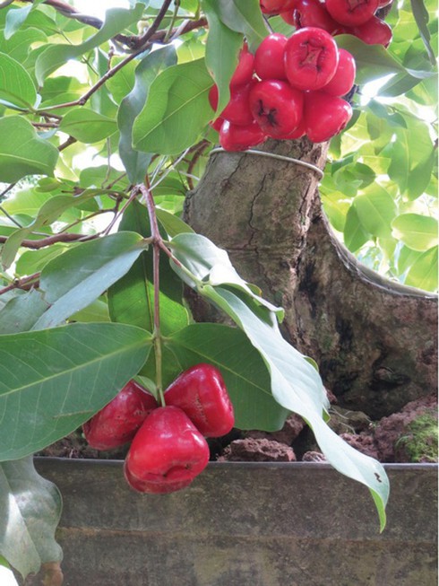 Thú chơi kiểng trái lạ mắt ngày xuân - ảnh 1