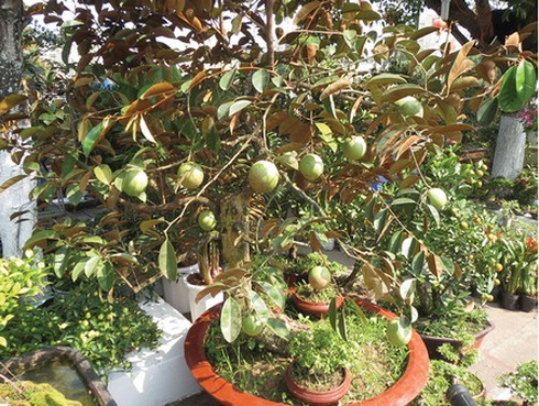 Thú chơi kiểng trái lạ mắt ngày xuân - ảnh 2