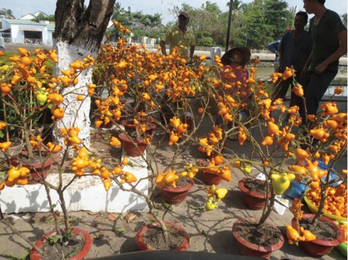 Thú chơi kiểng trái lạ mắt ngày xuân - ảnh 3