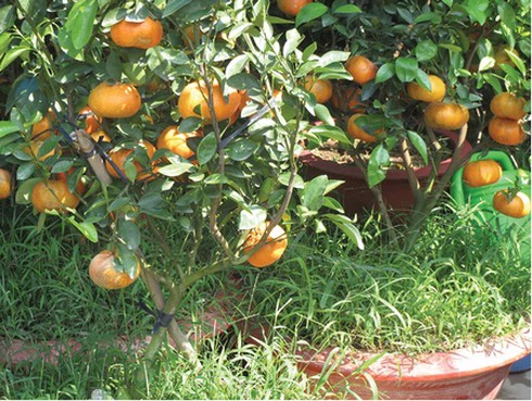 Thú chơi kiểng trái lạ mắt ngày xuân - ảnh 4