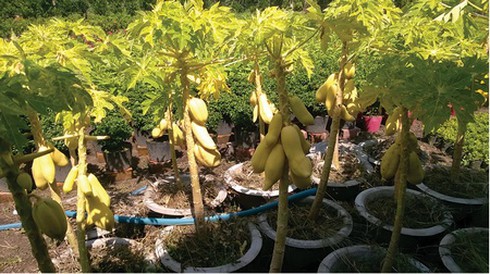 Thú chơi kiểng trái lạ mắt ngày xuân - ảnh 5