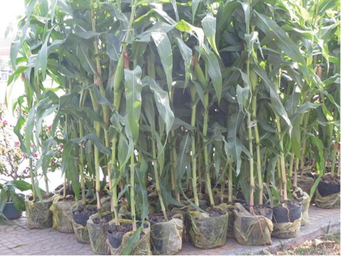 Thú chơi kiểng trái lạ mắt ngày xuân - ảnh 6