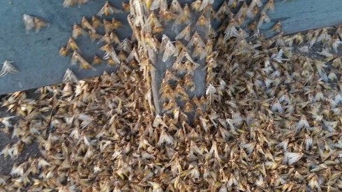 Video: Hàng triệu bướm đêm bủa vây ngôi làng ở Australia - ảnh 1