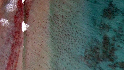 Video hàng vạn cá mập di cư dọc bờ biển Florida - ảnh 1