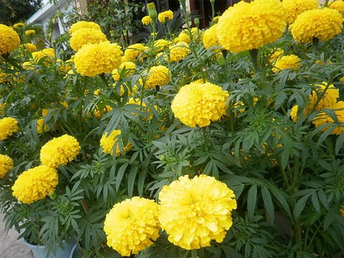 4 loại cây dễ trồng khiến muỗi “kinh sợ” - ảnh 4