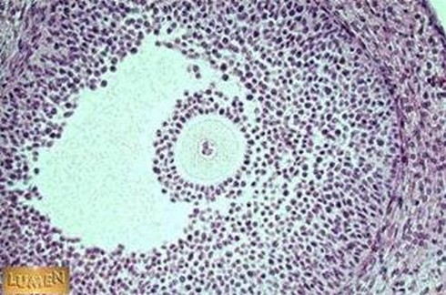 Nang noãn trưởng thành trước rụng trứng như thế nào? - ảnh 1